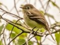 Least Flycatcher  - JUNE 1 2022 - Brownfield Bog WMA - Oxford County - Maine