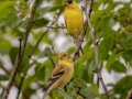 American Goldfinches - JUNE 13 2022 - Lubec Flats - Pike's Puddle and Mudflats - Washington County - Maine