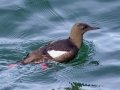 Black Guillemot - JUNE 15 2022 - Monhegan Island - Lincoln County - Maine