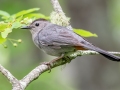 Gray Catbird - JUNE 1 2022 - Brownfield Bog WMA - Oxford County - Maine