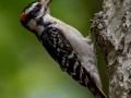 Hairy Woodpecker - JUNE 7 2022 - Acadia NP - Jesup Path - Hancock County - Maine