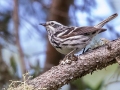 Black-and-white Warbler - JUNE 13 2022 - Orono Bog Walk - Penobscot County - Maine