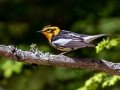 Blackburnian Warbler - JUNE 10 2022 - 04605 -Waltham US-ME - Hancock County - Maine