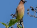 Cedar Waxwing - JUNE 5 2022 - Viles Arboretum - Kennebec County - Maine