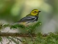 Black-throated Green Warbler - JUNE 7 2022 - Acadia NP - Jesup Path - Hancock County - Maine