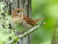 Veery - JUNE 13 2022 - Orono Bog Walk - Penobscot County - Maine