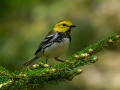 Black-throated Green Warbler - JUNE 7 2022 - Acadia NP - Jesup Path - Hancock County - Maine