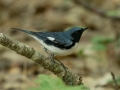 Black-throated Blue Warbler - JUNE 16 2022 - Camden Hills SP - Knox County - Maine