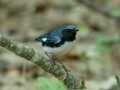 Black-throated Blue Warbler - JUNE 16 2022 - Camden Hills SP - Knox County - Maine