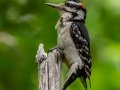 Hairy Woodpecker - JUNE 7 2022 - Acadia NP - Jesup Path - Hancock County - Maine