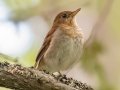 Veery - JUNE 13 2022 - Orono Bog Walk - Penobscot County - Maine