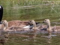 Canada Goose with goslings - JUNE 10 2022 - Fletchers Landing Rd - Ellsworth - US-ME - Hancock County - Maine