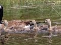 Canada Goose with goslings - JUNE 10 2022 - Fletchers Landing Rd - Ellsworth - US-ME - Hancock County - Maine