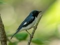 Black-throated Blue Warbler - JUNE 16 2022 - Camden Hills SP - Knox County - Maine