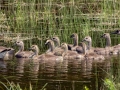 Canada Goose with goslings - JUNE 10 2022 - Fletchers Landing Rd - Ellsworth - US-ME - Hancock County - Maine