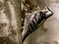 Downy Woodpecker - JUNE 7 2022 - Acadia NP - Jesup Path - Hancock County - Maine