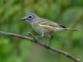 Blue-headed Vireo - JUNE 13 2022 - Orono Bog Walk - Penobscot County - Maine