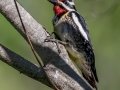 Yellow-bellied Sapsucker - JUNE 5 2022 - Viles Arboretum - Kennebec County - Maine