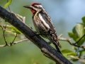 Yellow-bellied Sapsucker - JUNE 5 2022 - Viles Arboretum - Kennebec County - Maine
