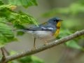 Northern Parula - JUNE 16 2022 - Camden Hills SP - Knox County - Maine