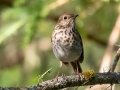 Hermit Thrush - JUNE 14 2022 - Bangor City Forest - Penobscot County - Maine