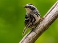 Black-and-white Warbler (female) - JUNE 7 2022 - Acadia NP - Jesup Path - Hancock County - Maine