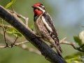 Yellow-bellied Sapsucker - JUNE 5 2022 - Viles Arboretum - Kennebec County - Maine