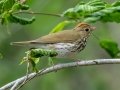 Ovenbird - JUNE 16 2022 - Camden Hills SP - Knox County - Maine