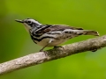 Black-and-white Warbler (female) - JUNE 7 2022 - Acadia NP - Jesup Path - Hancock County - Maine