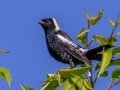 Northern Bobolink - JUNE 5 2022 - Viles Arboretum - Kennebec County - Maine