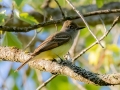 Great-crested Flycatcher  - JUNE 14 2022 - Bangor City Forest - Penobscot County - Maine