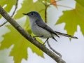 Blue-gray Gnatcatcher - JUNE 1 2022 - Brownfield Bog WMA - Oxford County - Maine