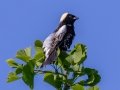 Northern Bobolink - JUNE 5 2022 - Viles Arboretum - Kennebec County - Maine