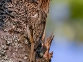 Brown Creeper - JUNE 14 2022 - Bangor City Forest - Penobscot County - Maine