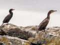 Great Cormorant (right) with Double-crested Cormorant (left) - JUNE 18 2022 - Seal Island NWR  - Knox County - Maine