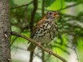 Wood Thrush - JUNE 16 2022 - Camden Hills SP - Knox County - Maine