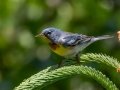 Northern Parula - JUNE 7 2022 - Acadia NP - Fabbri Parking Lot - Hancock County - Maine