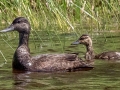 American Black Ducks (female and juvenile) - JUNE 10 2022 - Fletchers Landing Rd - Ellsworth - US-ME - Hancock County - Maine