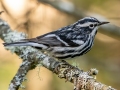 Black-and-white Warbler - JUNE 14 2022 - Bangor City Forest - Penobscot County - Maine