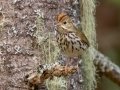 Ovenbird  - JUNE 14 2022 - Bangor City Forest - Penobscot County - Maine