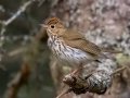 Ovenbird  - JUNE 14 2022 - Bangor City Forest - Penobscot County - Maine
