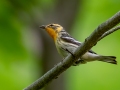 Blackburnian Warbler - JUNE 16 2022 - Camden Hills SP - Knox County - Maine