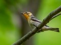 Blackburnian Warbler - JUNE 16 2022 - Camden Hills SP - Knox County - Maine