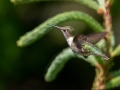Ruby-throated Hummingbird - JUNE 7 2022 - Acadia NP - Fabbri Parking Lot - Hancock County - Maine
