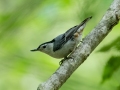 White-breasted Nuthatch - JUNE 16 2022 - Camden Hills SP - Knox County - Maine