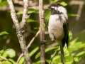Black-capped Chickadee - JUNE 14 2022 - Bangor City Forest - Penobscot County - Maine