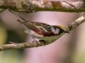 Chestnut-sided Warbler - JUNE 14 2022 - Bangor City Forest - Penobscot County - Maine