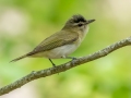Red-eyed Vireo - JUNE 16 2022 - Camden Hills SP - Knox County - Maine