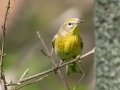 Pine Warbler - JUNE 14 2022 - Bangor City Forest - Penobscot County - Maine