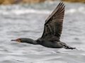 Double-crested Cormorant  - JUNE 18 2022 - Seal Island NWR  - Knox County - Maine
